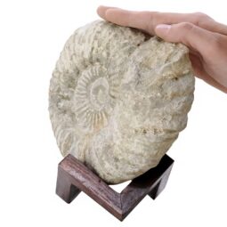 Agadir Ammonite Fossil 12cm Wooden Stand T3244 | Crystal Facctory