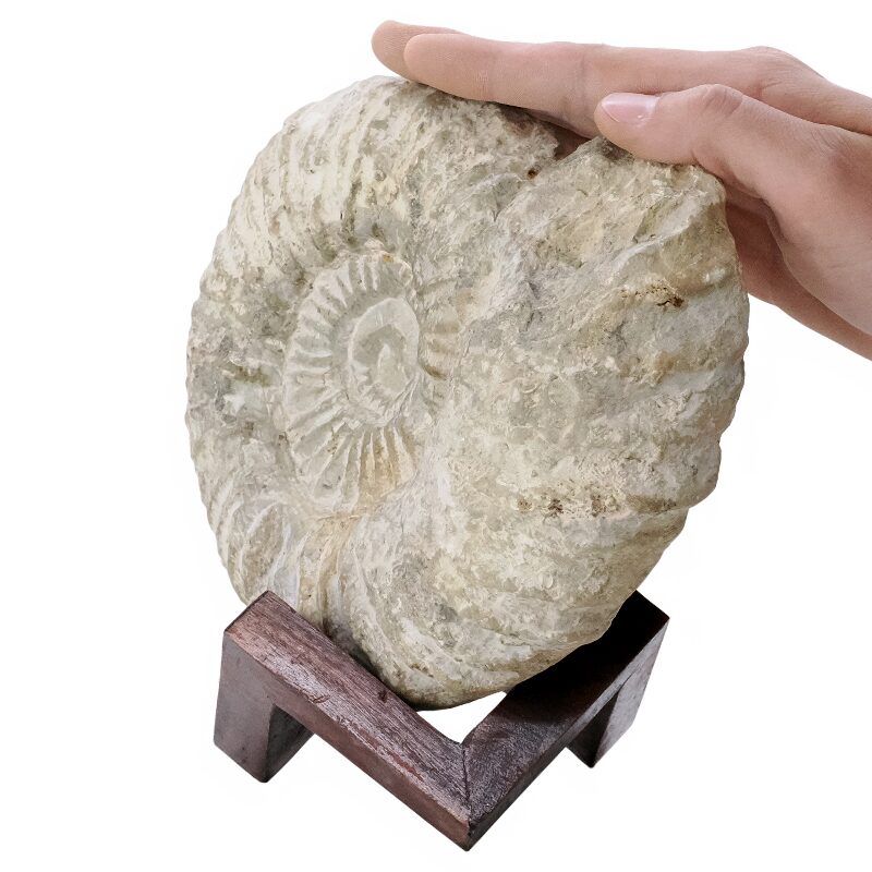 2.3kg Agadir Ammonite Fossil 8cm Wooden Stand T3244 4 Agadir Ammonite Fossil 12cm Wooden Stand T3244 | Crystal Facctory