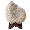 Agadir Ammonite Fossil 12cm Wooden Stand T3245 | Crystal Facctory