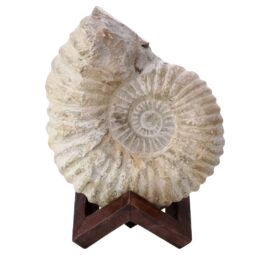 Agadir Ammonite Fossil 12cm Wooden Stand T3245 | Crystal Facctory