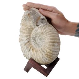 Agadir Ammonite Fossil 12cm Wooden Stand T3245 | Crystal Facctory