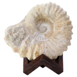 Agadir Ammonite Fossil 12cm Wooden Stand T3246 | Crystal Facctory