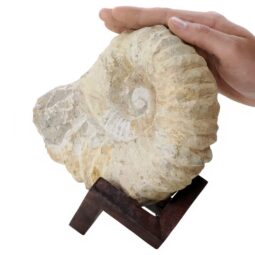 Agadir Ammonite Fossil 12cm Wooden Stand T3246 | Crystal Facctory
