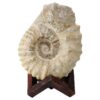 Agadir Ammonite Fossil 12cm Wooden Stand T3247 | Crystal Facctory