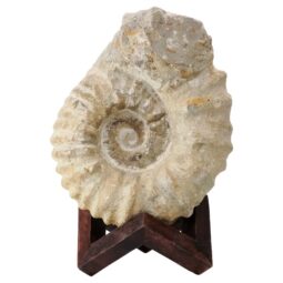Agadir Ammonite Fossil 12cm Wooden Stand T3247 | Crystal Facctory