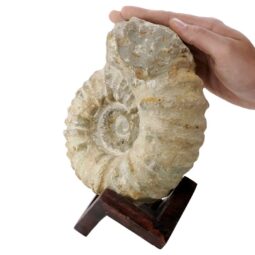 Agadir Ammonite Fossil 12cm Wooden Stand T3247 | Crystal Facctory