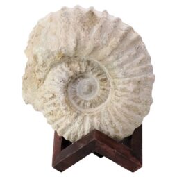 Agadir Ammonite Fossil 12cm Wooden Stand T3248 | Crystal Facctory