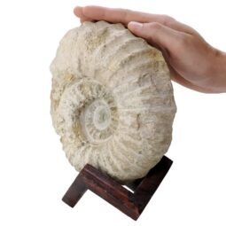 Agadir Ammonite Fossil 12cm Wooden Stand T3248 | Crystal Facctory