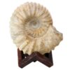 Agadir Ammonite Fossil 12cm Wooden Stand T3249 | Crystal Facctory