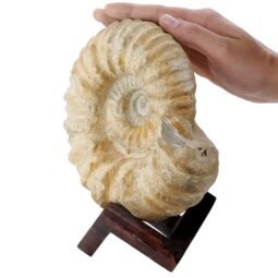 Agadir Ammonite Fossil 12cm Wooden Stand T3249 | Crystal Facctory