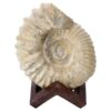 Agadir Ammonite Fossil 12cm Wooden Stand T3250 | Crystal Facctory
