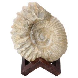 Agadir Ammonite Fossil 12cm Wooden Stand T3250 | Crystal Facctory