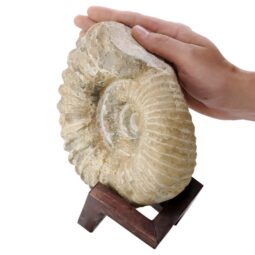 Agadir Ammonite Fossil 12cm Wooden Stand T3250 | Crystal Facctory