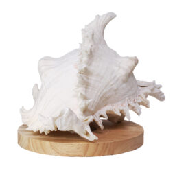 Murex Shell With LED Light Base B921 | Crystal Factory