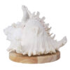 Murex Shell With LED Light Base B921 | Crystal Factory