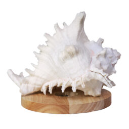 Murex Shell With LED Light Base B921 | Crystal Factory
