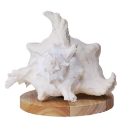 Murex Shell With LED Light Base B921 | Crystal Factory
