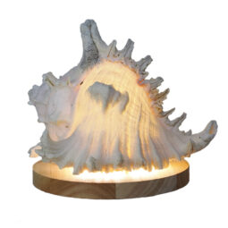 Murex Shell With LED Light Base B921 | Crystal Factory