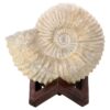 3.4kg Agadir Ammonite Fossil 8cm Wooden Stand P2239 2 Agadir Ammonite Fossil 8cm Wooden Stand P2239 | Crystal Factory
