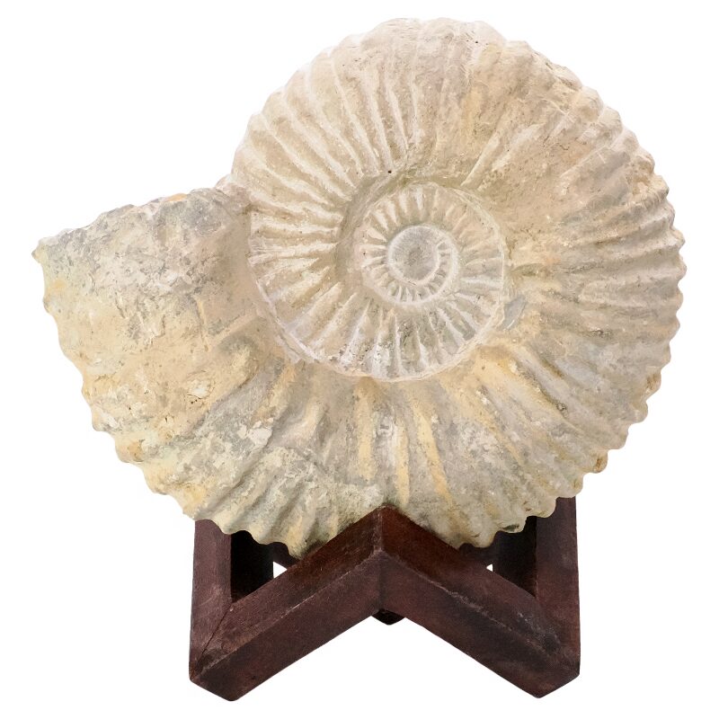 3.4kg Agadir Ammonite Fossil 8cm Wooden Stand P2239 3 Agadir Ammonite Fossil 8cm Wooden Stand P2239 | Crystal Factory