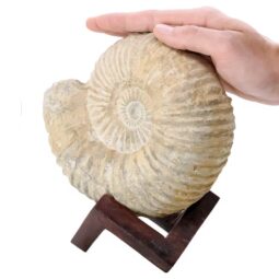 3.4kg Agadir Ammonite Fossil 8cm Wooden Stand P2239 5 Agadir Ammonite Fossil 8cm Wooden Stand P2239 | Crystal Factory