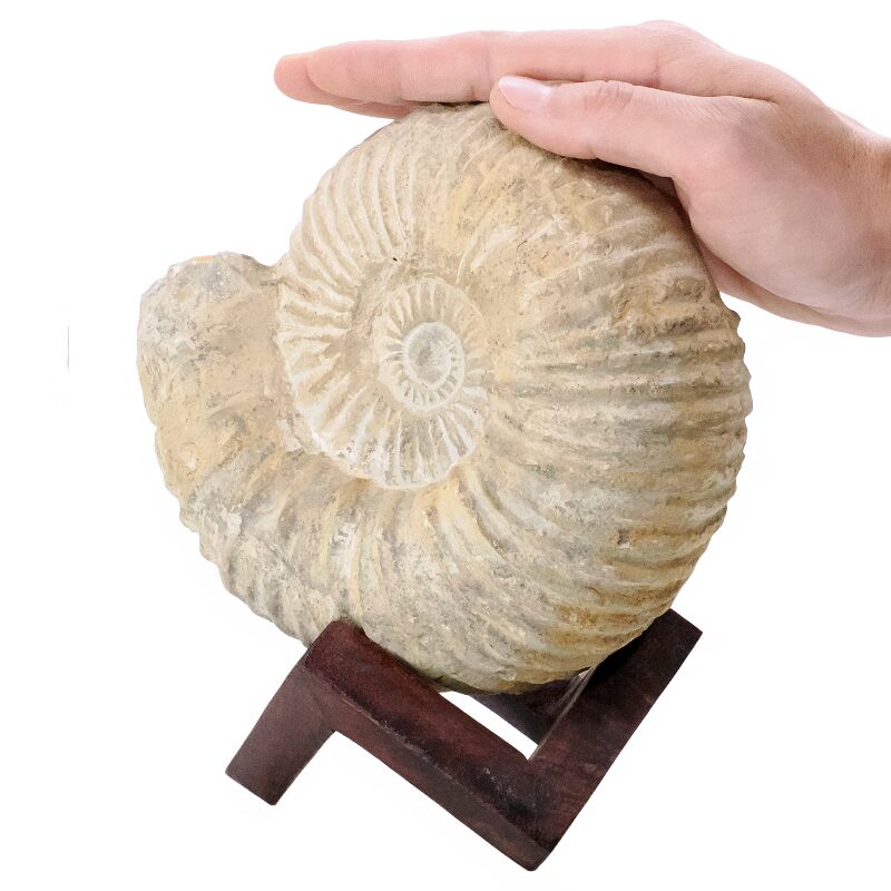 3.4kg Agadir Ammonite Fossil 8cm Wooden Stand P2239 4 Agadir Ammonite Fossil 8cm Wooden Stand P2239 | Crystal Factory