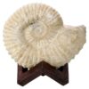 Agadir Ammonite Fossil 8cm Wooden Stand P2240 | Crystal Factory