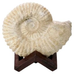 Agadir Ammonite Fossil 8cm Wooden Stand P2240 | Crystal Factory