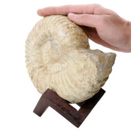 Agadir Ammonite Fossil 8cm Wooden Stand P2240 | Crystal Factory