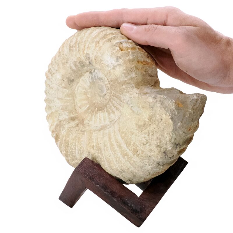 2.7kg Agadir Ammonite Fossil 8cm Wooden Stand P2240 4 Agadir Ammonite Fossil 8cm Wooden Stand P2240 | Crystal Factory