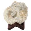 2.5kg Agadir Ammonite Fossil 8cm Wooden Stand P2241 2 Agadir Ammonite Fossil 8cm Wooden Stand P2241 | Crystal Factory
