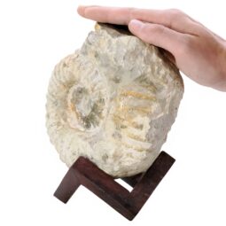 Agadir Ammonite Fossil 8cm Wooden Stand P2241 | Crystal Factory