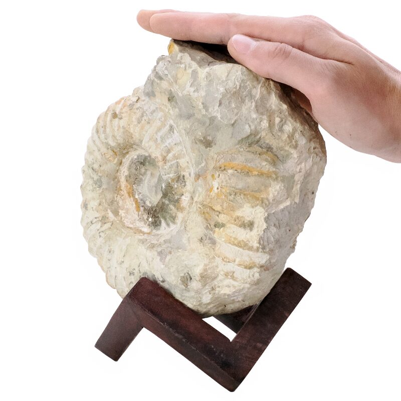 2.5kg Agadir Ammonite Fossil 8cm Wooden Stand P2241 4 Agadir Ammonite Fossil 8cm Wooden Stand P2241 | Crystal Factory