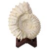 3.4kg Agadir Ammonite Fossil 8cm Wooden Stand P2242 2 Agadir Ammonite Fossil 8cm Wooden Stand P2242 | Crystal Factory