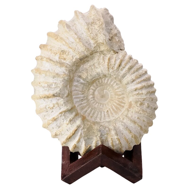 3.4kg Agadir Ammonite Fossil 8cm Wooden Stand P2242 3 Agadir Ammonite Fossil 8cm Wooden Stand P2242 | Crystal Factory