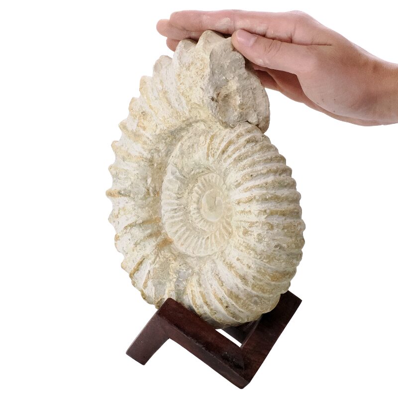 3.4kg Agadir Ammonite Fossil 8cm Wooden Stand P2242 4 Agadir Ammonite Fossil 8cm Wooden Stand P2242 | Crystal Factory