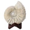 3.9kg Agadir Ammonite Fossil 8cm Wooden Stand P2243 1 Agadir Ammonite Fossil 8cm Wooden Stand P2243 | Crystal Factory