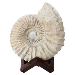 Agadir Ammonite Fossil 8cm Wooden Stand P2243 | Crystal Factory