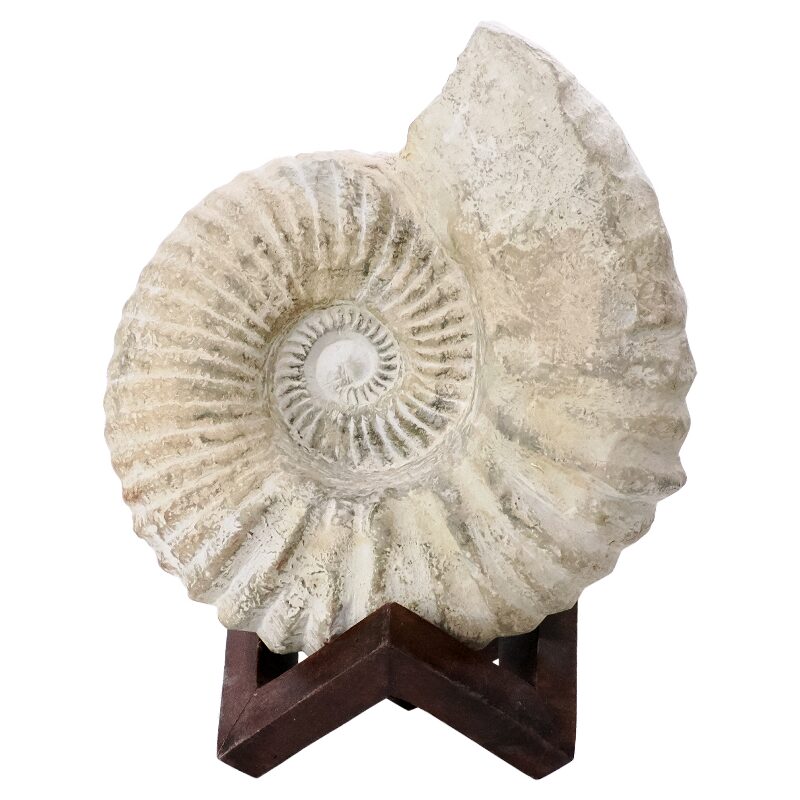3.9kg Agadir Ammonite Fossil 8cm Wooden Stand P2243 3 Agadir Ammonite Fossil 8cm Wooden Stand P2243 | Crystal Factory