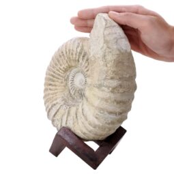 Agadir Ammonite Fossil 8cm Wooden Stand P2243 | Crystal Factory