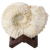 2.6kg Agadir Ammonite Fossil 8cm Wooden Stand P2244 1 Agadir Ammonite Fossil 8cm Wooden Stand P2244 | Crystal Factory