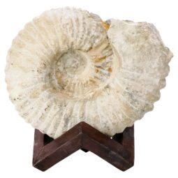 Agadir Ammonite Fossil 8cm Wooden Stand P2244 | Crystal Factory