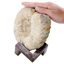 Agadir Ammonite Fossil 8cm Wooden Stand P2244 | Crystal Factory