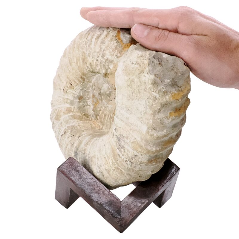 2.6kg Agadir Ammonite Fossil 8cm Wooden Stand P2244 4 Agadir Ammonite Fossil 8cm Wooden Stand P2244 | Crystal Factory