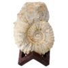 3kg Agadir Ammonite Fossil 8cm Wooden Stand P2245 1 Agadir Ammonite Fossil 8cm Wooden Stand P2245 | Crystal Factory