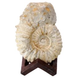 Agadir Ammonite Fossil 8cm Wooden Stand P2245 | Crystal Factory