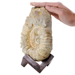 Agadir Ammonite Fossil 8cm Wooden Stand P2245 | Crystal Factory