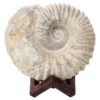 Agadir Ammonite Fossil 8cm Wooden Stand P2246 | Crystal Factory