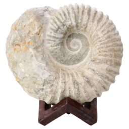 Agadir Ammonite Fossil 8cm Wooden Stand P2246 | Crystal Factory