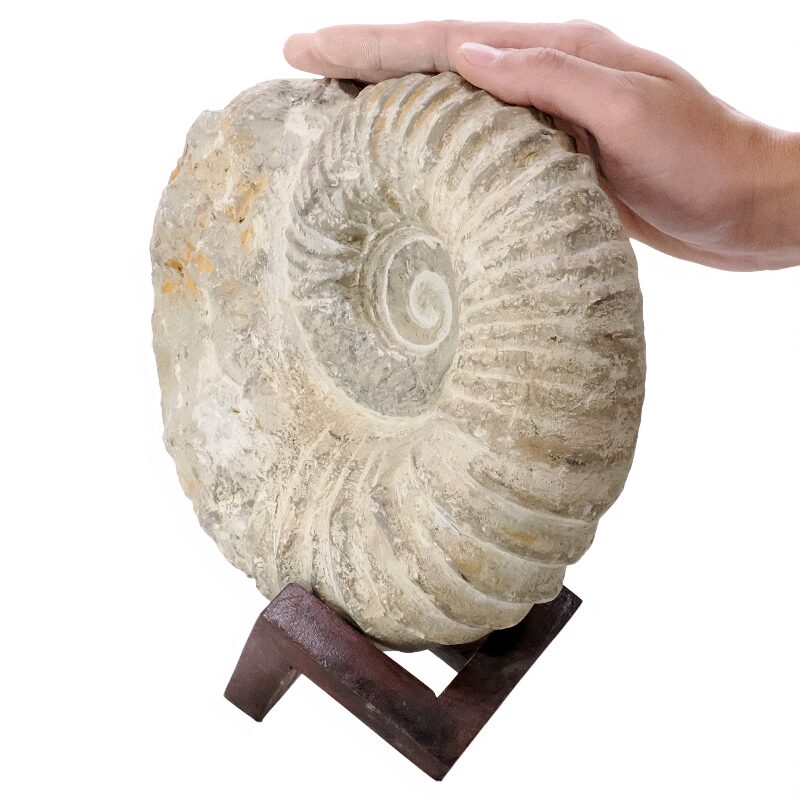 5kg Agadir Ammonite Fossil 8cm Wooden Stand P2246 3 Agadir Ammonite Fossil 8cm Wooden Stand P2246 | Crystal Factory